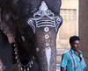 Mrs-H > Temple elephant. I saw at least two others in the complex, I think. It's quite a maze of corridors and shrines once you go inside.